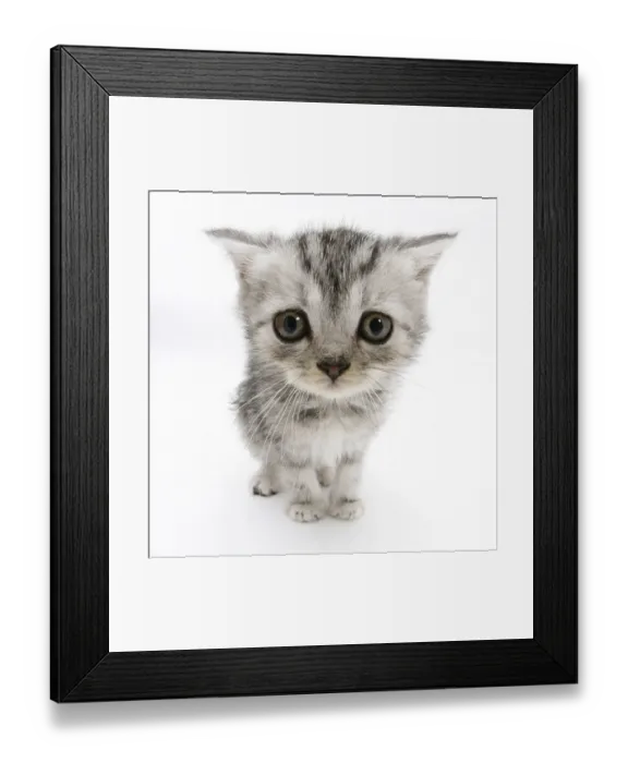 Framed Print : Silver tabby kitten with big eyes Framed Print : Silver tabby kitten with big eyes