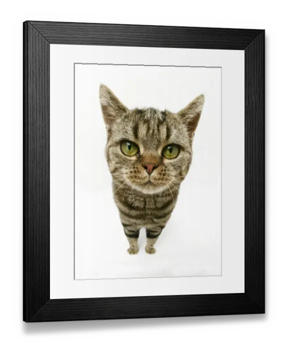Framed Print : British Shorthair Brown Spotted cat, distorted proportions Framed Print : British Shorthair Brown Spotted cat, distorted proportions