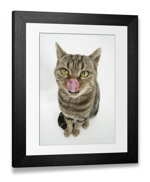 Framed Print : British Shorthair Brown Spotted cat licking her nose Framed Print : British Shorthair Brown Spotted cat licking her nose