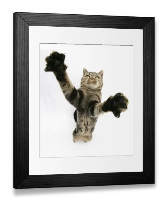 Framed Print : British Shorthair Brown Spotted cat, Tiger Lily, reaching out Framed Print : British Shorthair Brown Spotted cat, Tiger Lily, reaching out