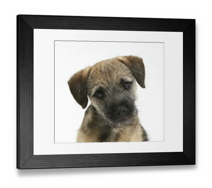 Framed Print : Border Terrier bitch puppy, Kes, with head cocked on one side Framed Print : Border Terrier bitch puppy, Kes, with head cocked on one side