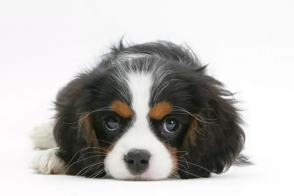 Tricolour Cavalier King Charles Spaniel puppy, lying with chin on floor