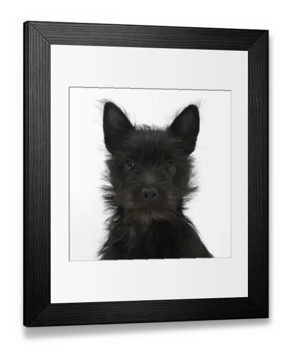 Framed Print : Black Terrier-cross puppy, Maisy, 3 months, portrait Framed Print : Black Terrier-cross puppy, Maisy, 3 months, portrait
