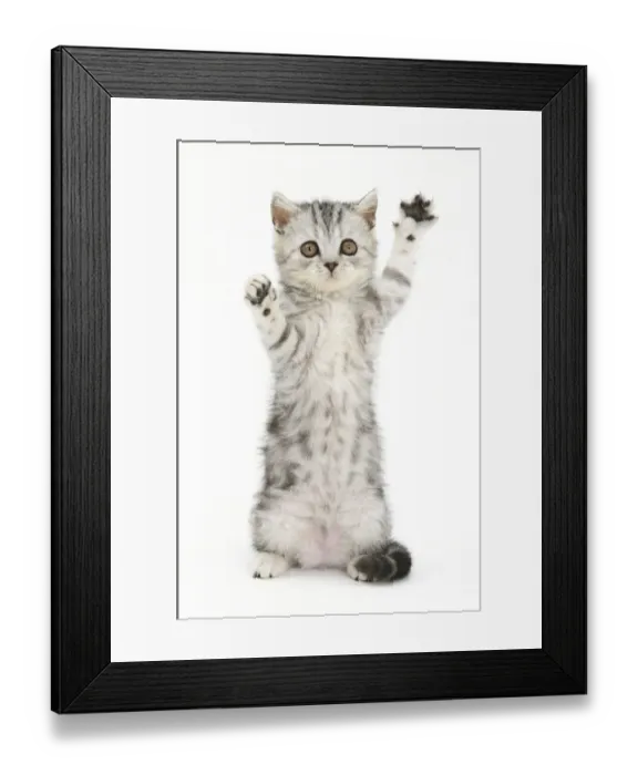 Framed Print : Silver tabby kitten with paws raised Framed Print : Silver tabby kitten with paws raised