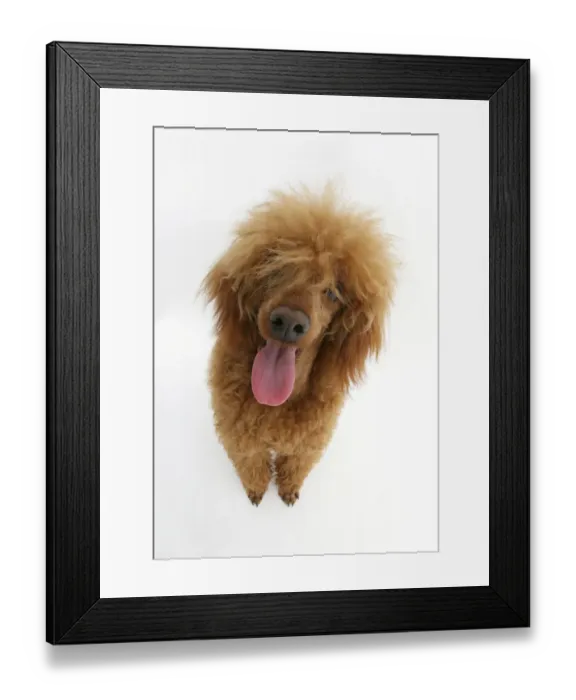 Framed Print : Red toy Poodle, Reggie, looking up Framed Print : Red toy Poodle, Reggie, looking up