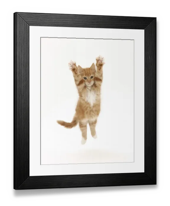 Framed Print : Ginger kitten leaping with legs outstretched