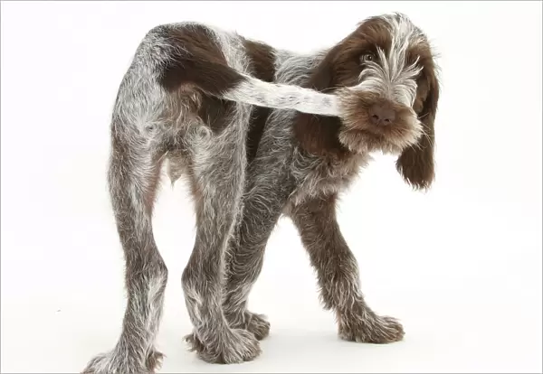 Brown Roan Italian Spinone puppy, Riley, 13 weeks, chewing his tail