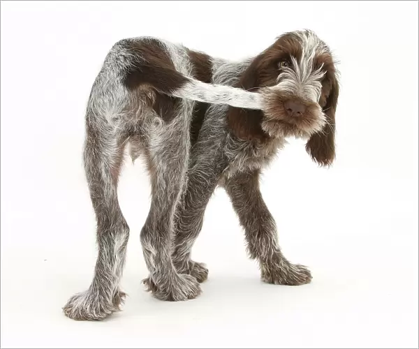 Brown Roan Italian Spinone puppy, Riley, 13 weeks, chewing his tail