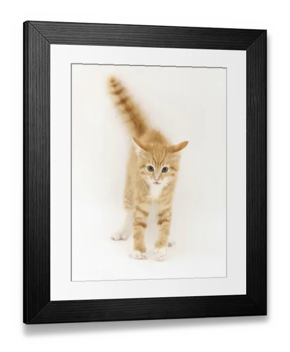 Framed Print : Ginger kitten with tail in the air Framed Print : Ginger kitten with tail in the air