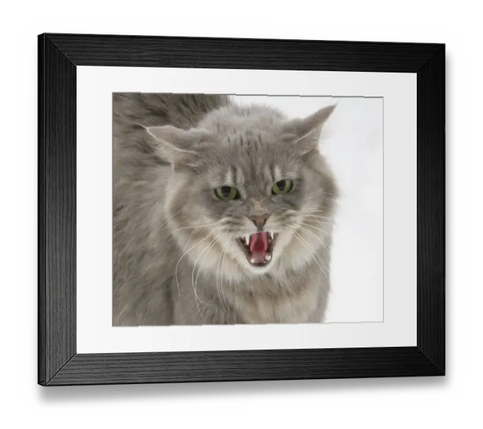 Framed Print : Maine Coon female cat, Serafin, in fierce defensive posture Framed Print : Maine Coon female cat, Serafin, in fierce defensive posture