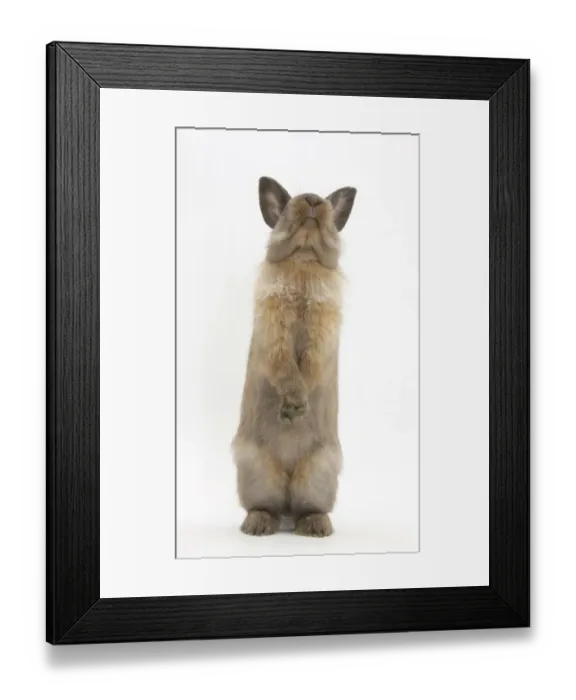 Framed Print : Lionhead-cross rabbit sitting up on its haunches Framed Print : Lionhead-cross rabbit sitting up on its haunches