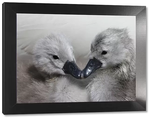 Two Mute swan (Cygnus olor) cygnets, Dorset, UK