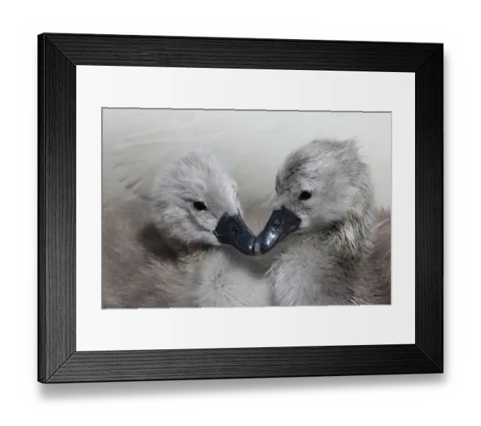 Framed Print : Two Mute swan (Cygnus olor) cygnets, Dorset, UK Framed Print : Two Mute swan (Cygnus olor) cygnets, Dorset, UK