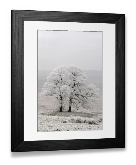 Framed Print : Two trees covered in hoar frost, Peak District, UK, New years day 2009 Framed Print : Two trees covered in hoar frost, Peak District, UK, New years day 2009