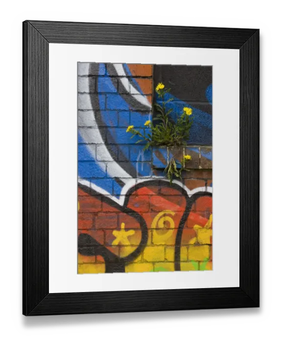 Framed Print : Groundsel {Senecio sp} growing out of brick wall covered in colourful graffiti, Bristol Framed Print : Groundsel {Senecio sp} growing out of brick wall covered in colourful graffiti, Bristol