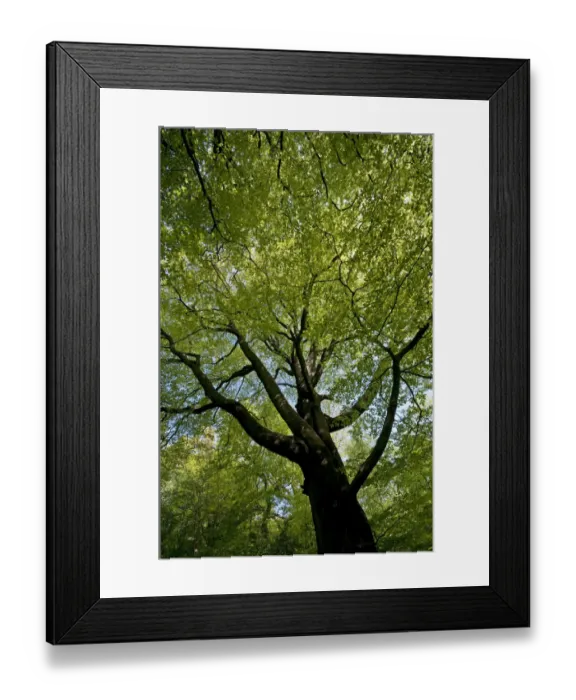 Framed Print : Looking up into canopy of European Beech tree {Fagus sylvatica} in spring, UK Framed Print : Looking up into canopy of European Beech tree {Fagus sylvatica} in spring, UK