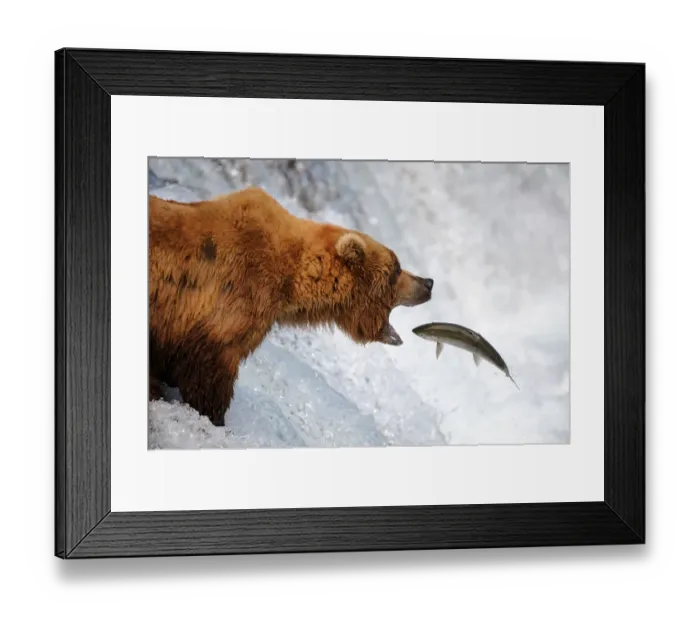 Framed Print : Grizzly bear (Ursus arctos horribilis) catching salmon in Brooks river, Katmai National Park Framed Print : Grizzly bear (Ursus arctos horribilis) catching salmon in Brooks river, Katmai National Park