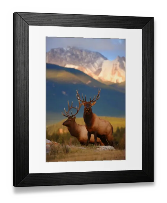 Framed Print : Two Elk (Cervus canadensis) bulls at sunset, Jasper National Park, Rocky Mountains Framed Print : Two Elk (Cervus canadensis) bulls at sunset, Jasper National Park, Rocky Mountains