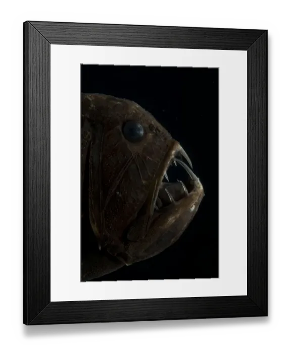 Framed Print : Fangtooth (Anoplogaster cornuta) portrait, Mid-Atlantic Ridge, North Atlantic Ocean Framed Print : Fangtooth (Anoplogaster cornuta) portrait, Mid-Atlantic Ridge, North Atlantic Ocean