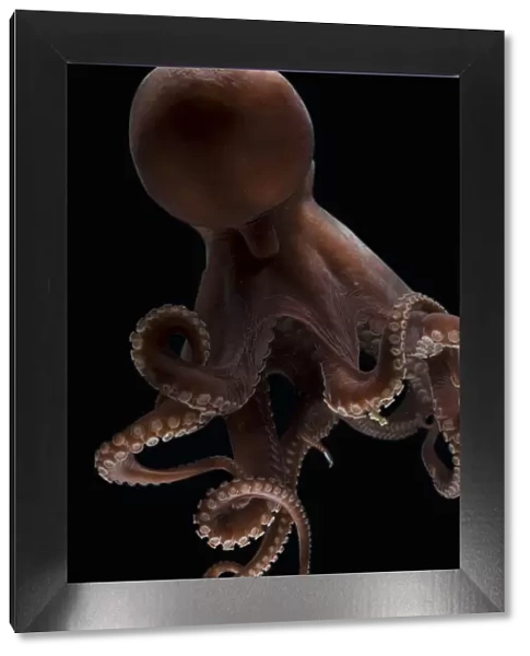 Deepsea octopus (Benthoctopus johnsoniana) Mid-Atlantic Ridge, North Atlantic Ocean