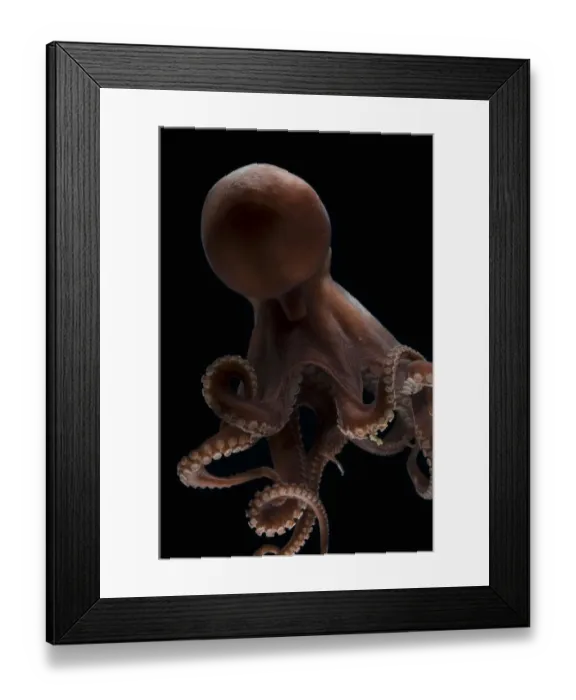 Framed Print : Deepsea octopus (Benthoctopus johnsoniana) Mid-Atlantic Ridge, North Atlantic Ocean Framed Print : Deepsea octopus (Benthoctopus johnsoniana) Mid-Atlantic Ridge, North Atlantic Ocean