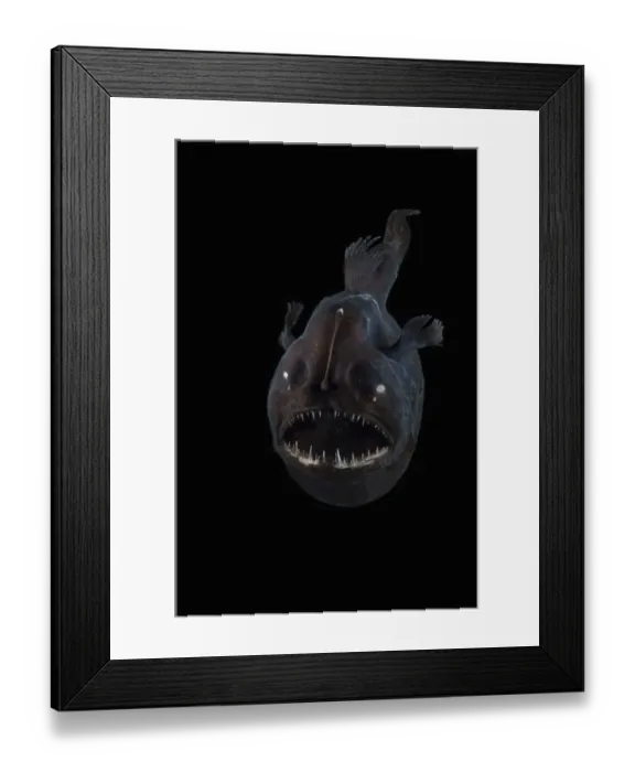 Framed Print : Angler fish (Melanocetus murrayi) Mid-Atlantic Ridge, North Atlantic Ocean Framed Print : Angler fish (Melanocetus murrayi) Mid-Atlantic Ridge, North Atlantic Ocean