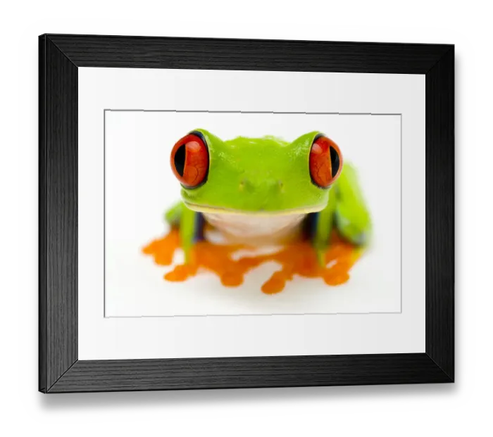 Framed Print : Red eyed tree frog (Agalychnis callidryas) close-up of head Captive Framed Print : Red eyed tree frog (Agalychnis callidryas) close-up of head Captive