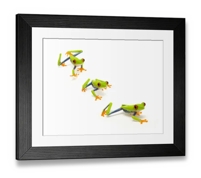 Framed Print : Red eyed tree frog (Agalychnis callidryas) walking, digital composite Captive