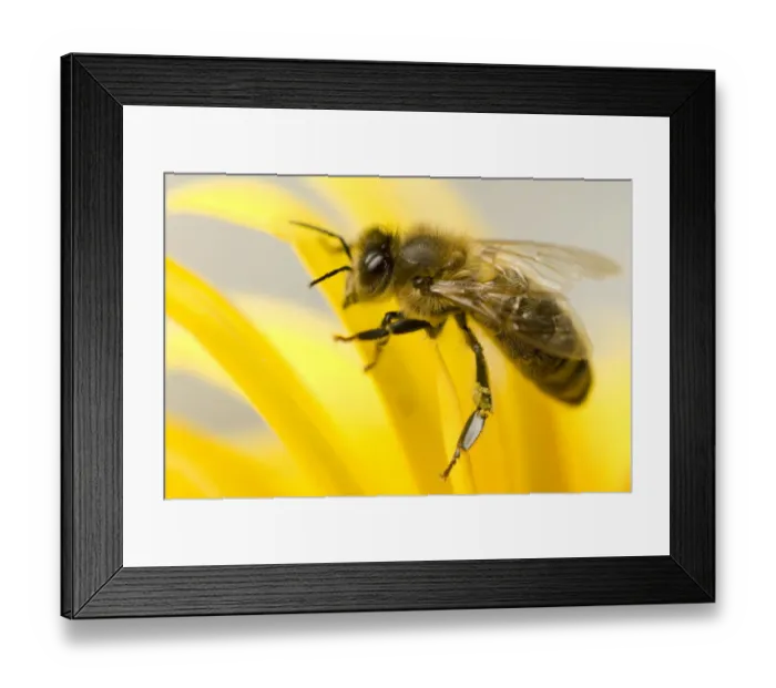 Framed Print : Close-up of Honey bee (Apis mellifera) on flower Framed Print : Close-up of Honey bee (Apis mellifera) on flower