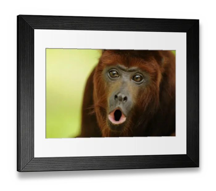 Framed Print : Red howler monkey (Alouatta seniculus) howling, captive Framed Print : Red howler monkey (Alouatta seniculus) howling, captive