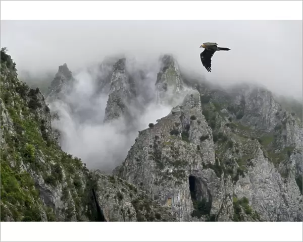 Lammergeier (Gypaetus barbatus) flying over the Pyrenees mountains, Aragon, Spain