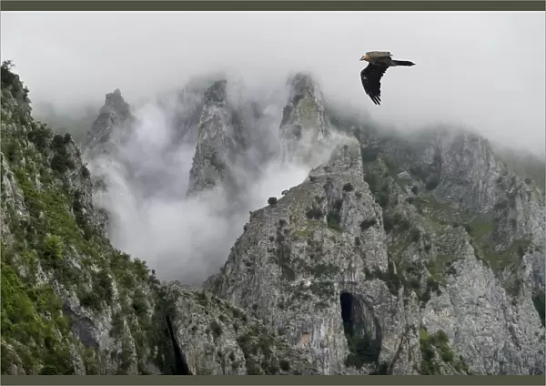 Lammergeier (Gypaetus barbatus) flying over the Pyrenees mountains, Aragon, Spain