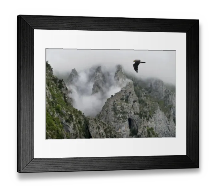 Framed Print : Lammergeier (Gypaetus barbatus) flying over the Pyrenees mountains, Aragon, Spain Framed Print : Lammergeier (Gypaetus barbatus) flying over the Pyrenees mountains, Aragon, Spain