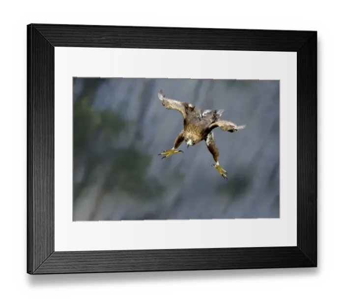 Framed Print : Golden Eagle (Aquila chrysaetos) swooping with folded wings and extended tallons Framed Print : Golden Eagle (Aquila chrysaetos) swooping with folded wings and extended tallons