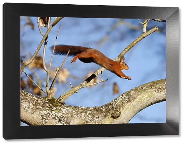 Red Squirrel (Sciurus vulgaris) leaping through Ash Tree in deciduous woodland, Berwickshire