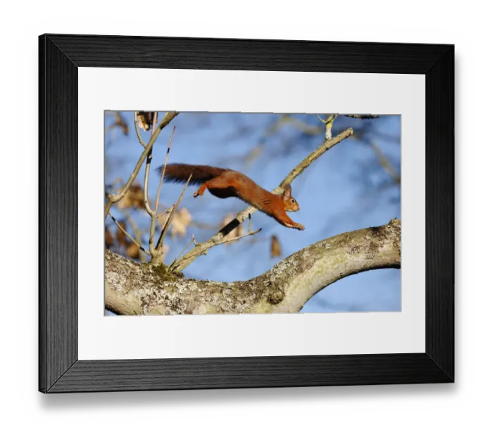 Framed Print : Red Squirrel (Sciurus vulgaris) leaping through Ash Tree in deciduous woodland, Berwickshire Framed Print : Red Squirrel (Sciurus vulgaris) leaping through Ash Tree in deciduous woodland, Berwickshire