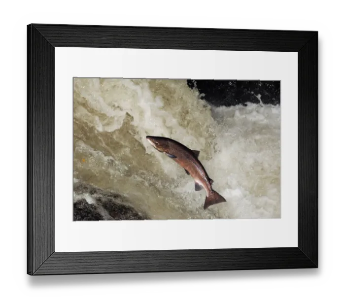 Framed Print : Male Atlantic salmon {Salmo salar} leaping, migrating upstream to spawn, Perthshire Framed Print : Male Atlantic salmon {Salmo salar} leaping, migrating upstream to spawn, Perthshire