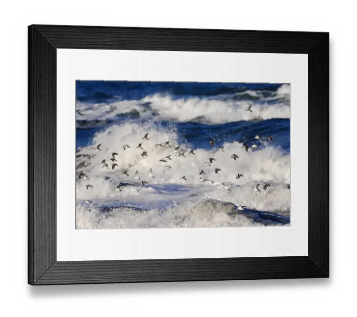 Framed Print : Flock of Sanderling (Calidris alba) flying over a rough sea, Berwickshire Coast, Scotland Framed Print : Flock of Sanderling (Calidris alba) flying over a rough sea, Berwickshire Coast, Scotland