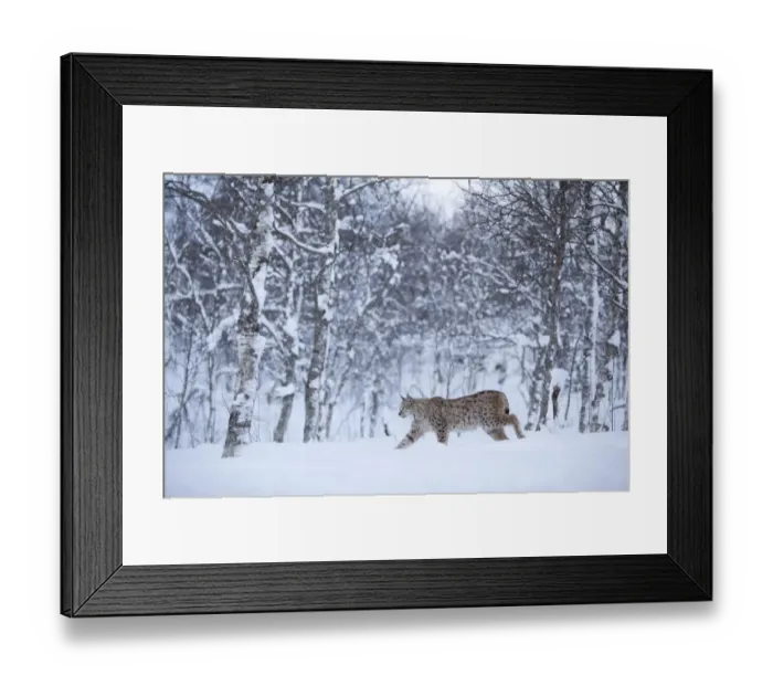 Framed Print : European Lynx (Lynx lynx) in birch forest in snow, Tromso, Norway, captive, April Framed Print : European Lynx (Lynx lynx) in birch forest in snow, Tromso, Norway, captive, April