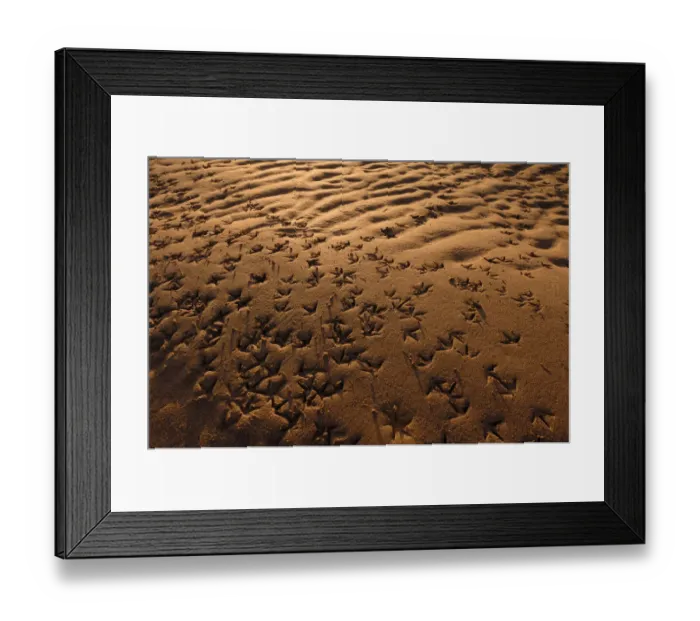 Framed Print : Wader footprints in sand, Aberlady Bay, Firth of Forth, Scotland, UK, December Framed Print : Wader footprints in sand, Aberlady Bay, Firth of Forth, Scotland, UK, December