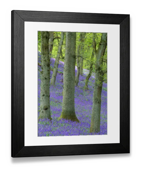 Framed Print : Bluebells (Hyacinthoides non-scripta) flowering in oakwood, Perthshire, Scotland, UK, May Framed Print : Bluebells (Hyacinthoides non-scripta) flowering in oakwood, Perthshire, Scotland, UK, May