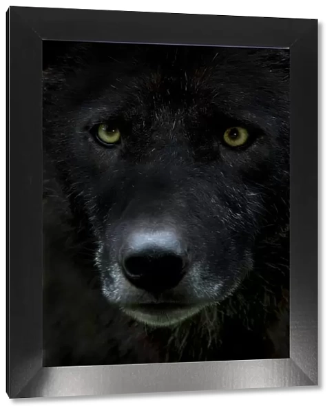 Grey wolf (Canis lupus) head, captive