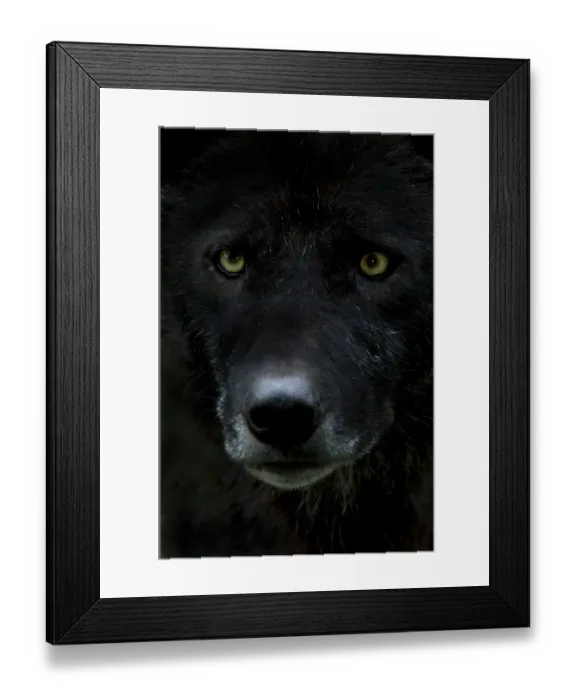Framed Print : Grey wolf (Canis lupus) head, captive Framed Print : Grey wolf (Canis lupus) head, captive