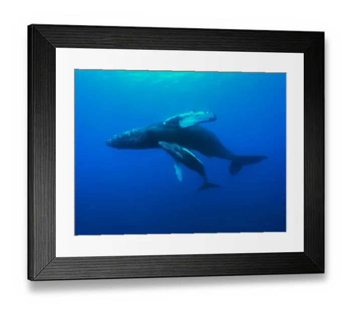 Framed Print : Humpback whale (Megaptera novaeangliae) mother and calf swimming, Hawaii, Pacific Ocean Framed Print : Humpback whale (Megaptera novaeangliae) mother and calf swimming, Hawaii, Pacific Ocean