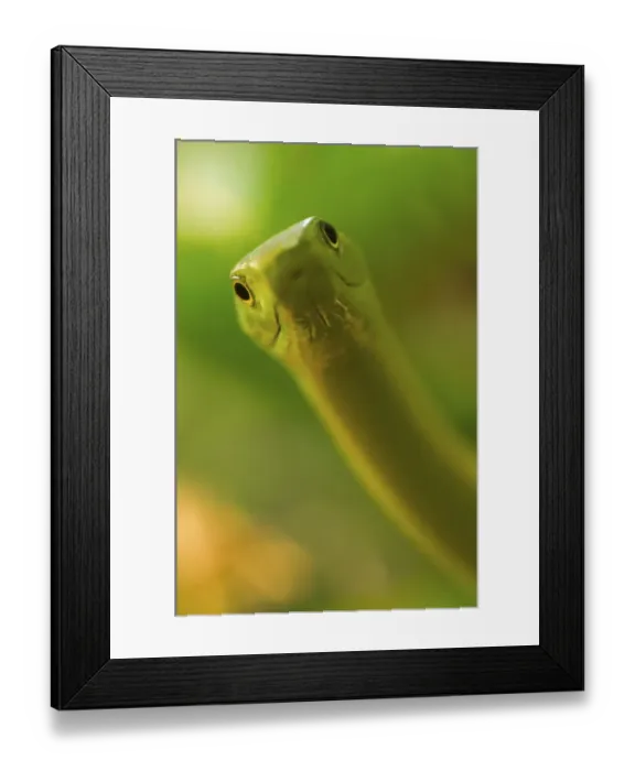 Framed Print : Eastern green mamba {Dendroaspis angusticeps} strike pose, captive, from East Africa Framed Print : Eastern green mamba {Dendroaspis angusticeps} strike pose, captive, from East Africa