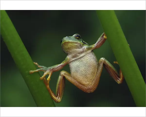 Common tree frog {Hyla arborea} climbing vegetation doing the splits, the