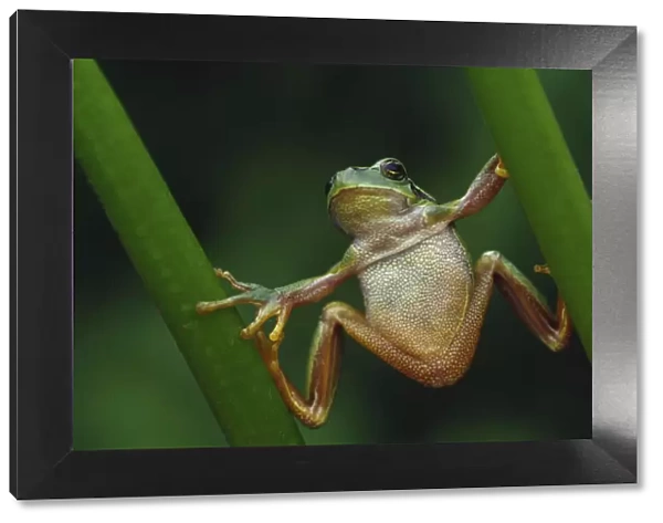 Common tree frog {Hyla arborea} climbing vegetation doing the splits, the