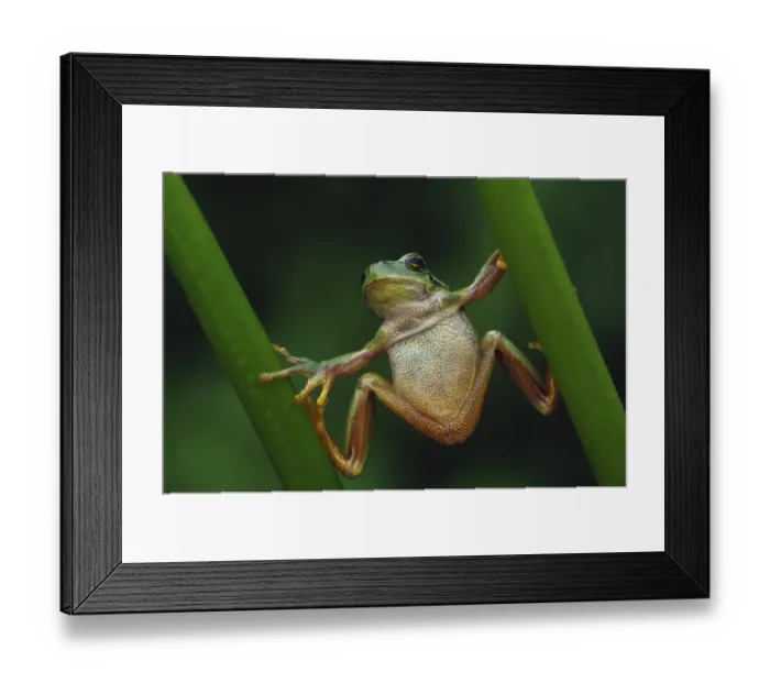 Framed Print : Common tree frog {Hyla arborea} climbing vegetation doing the splits Framed Print : Common tree frog {Hyla arborea} climbing vegetation doing the splits