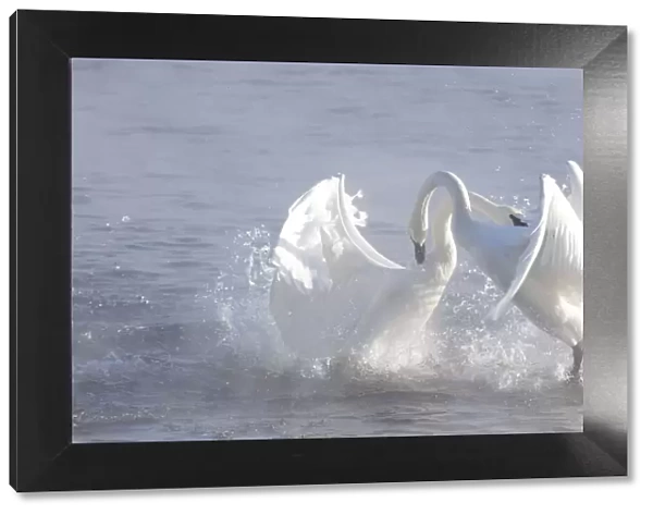 Trumpeter Swans (Cygnus buccinator) in winter morning mist, showing aggression during