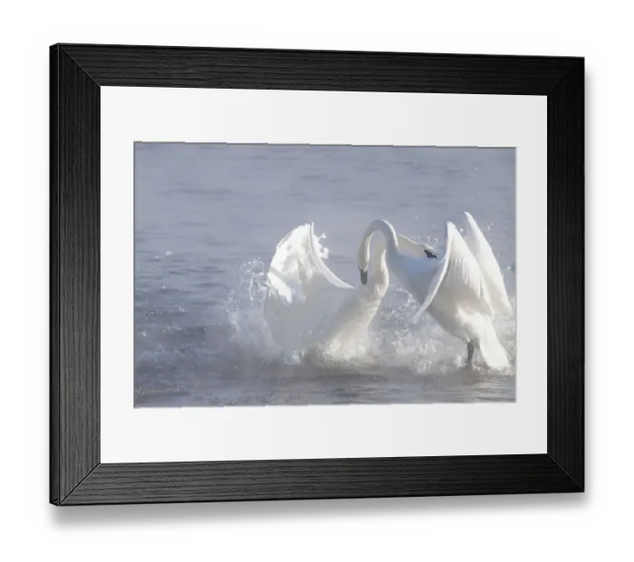 Framed Print : Trumpeter Swans (Cygnus buccinator) in winter morning mist, showing aggression during